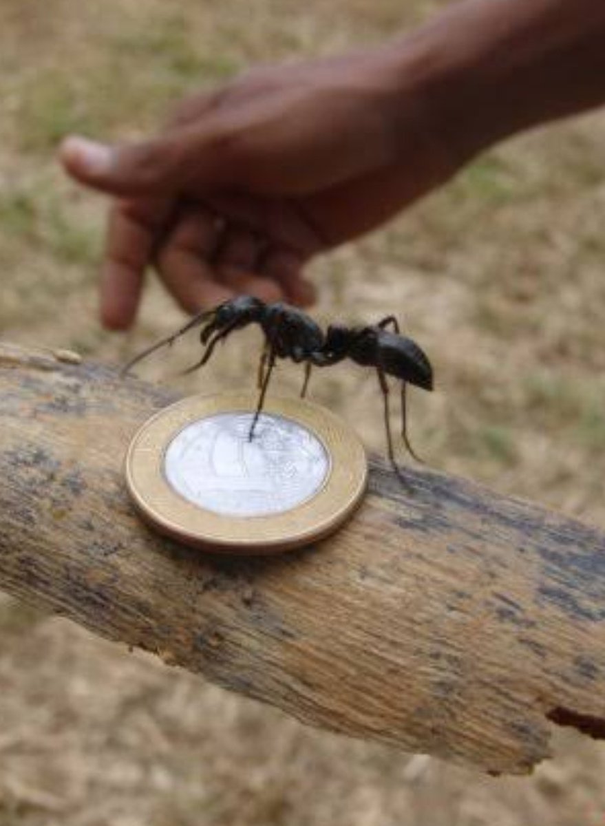 Já conheciam essas formigas gigantes? Pisar em uma colônia delas deve ser  triste 🤔😱, image size:879x1200
