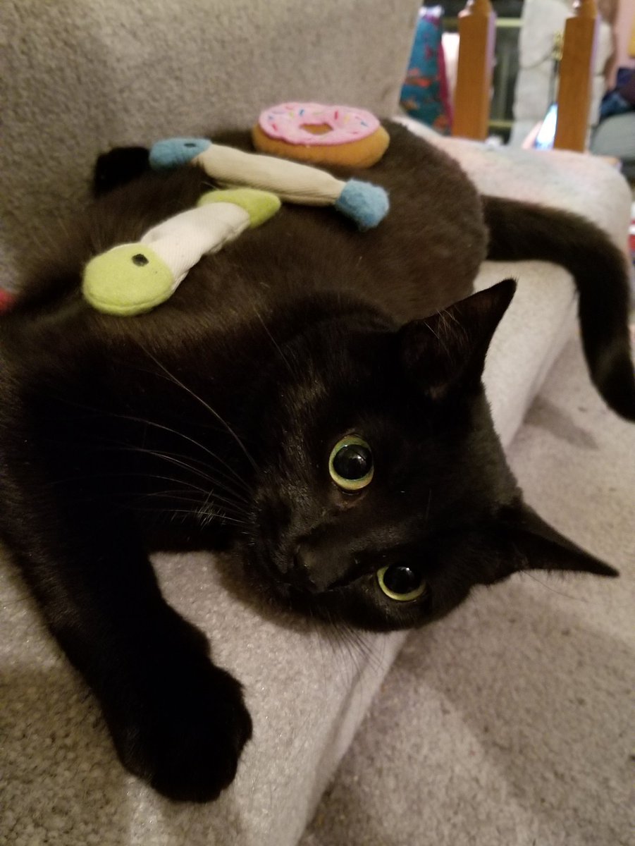 vintagepix's tweet photo. Happy #Caturday! We buy @yourevilcats toys, but she's really more entertained by the carpeted staircase, which is her playground. #CatsOfTwitter #BlackCat #SpoiledCat https://t.co/NCohvKSTf7