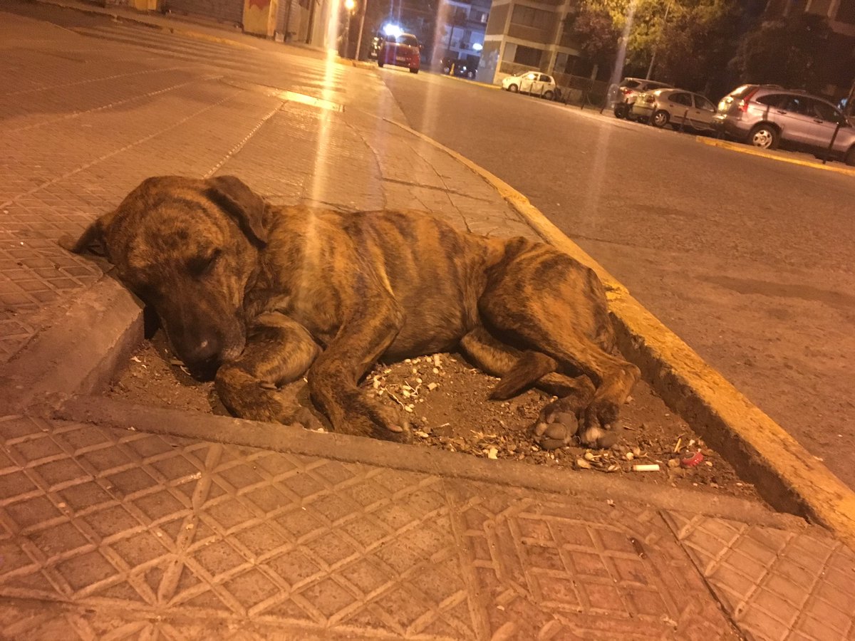 pobrecabra's tweet photo. Alguien lo reconoce? Estaba con una manito quebrada y súper flaco en el Vaticano chico anoche. Ahora lo voy a llevar al vet, pero está esterilizado y por cómo se subió al auto y se metió solito al canil me dio la impresion de que ha tenido dueños. https://t.co/lpjpEFnO8x