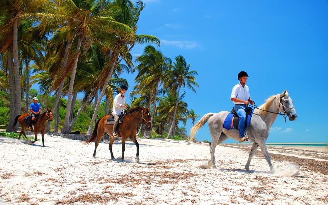 EcoWildRoute's tweet photo. Child safe #beach best #Snorkeling #Scuba #Diving, #horsesafaris #dhow trips #kayaking in the mangroves #windsurfing 
Archipelago Resort #Vilanculos #EcoWildRoute #Mozambique #Vacations https://t.co/G2NmHhgSyo