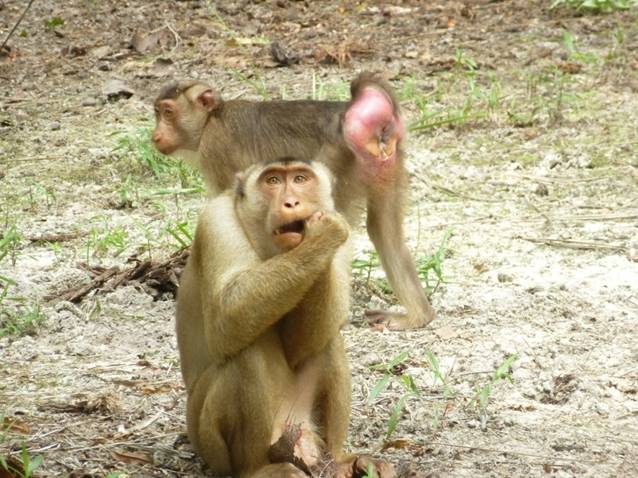 Zoologimy On Twitter Ada Yang Jadikan Monyet As A Source Of Entertainment Jugak Takpun Bahan Nak Upload Kat Socmed Sebab Oh Kiutnya Tangkap Gambar Dengan Monyet Dorg Pun Boleh Facepalm Tgk Fb