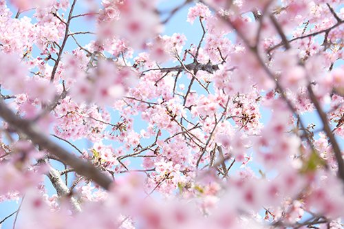 atopicco7777's tweet photo. 桜🌸
みなさんにステキな春が届きますように🌸

＃写真好きな人と繋がりたい
＃アイキャッチ画像承り中
＃ブログ書け
＃企画したら参加して https://t.co/3SkUQ8Skq3