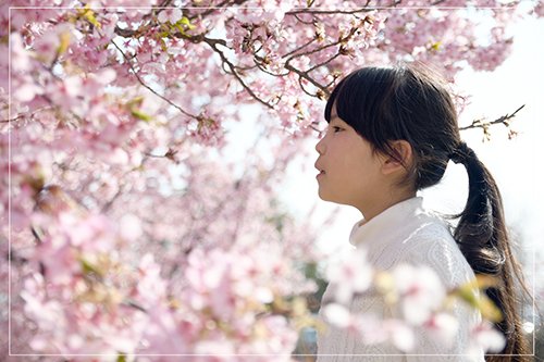atopicco7777's tweet photo. 桜🌸
みなさんにステキな春が届きますように🌸

＃写真好きな人と繋がりたい
＃アイキャッチ画像承り中
＃ブログ書け
＃企画したら参加して https://t.co/3SkUQ8Skq3