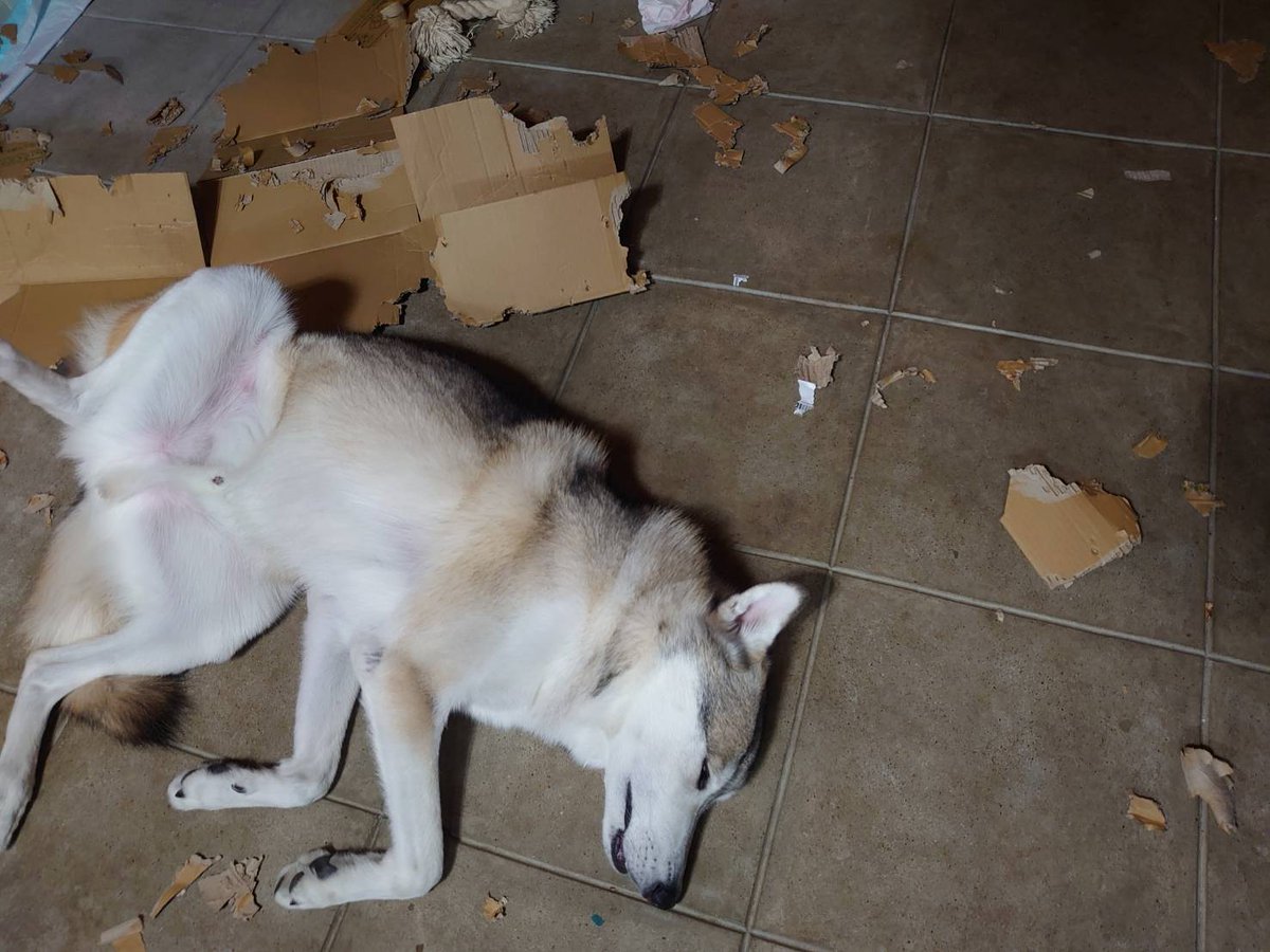 ふぁるぱん 段ボールのデコイ破壊し満足して だらしない顔で寝る おおかみイッヌ 外では画像3枚目みたく キリッ としてるのになぁw 狼犬 オオカミ犬 ウルフドッグ