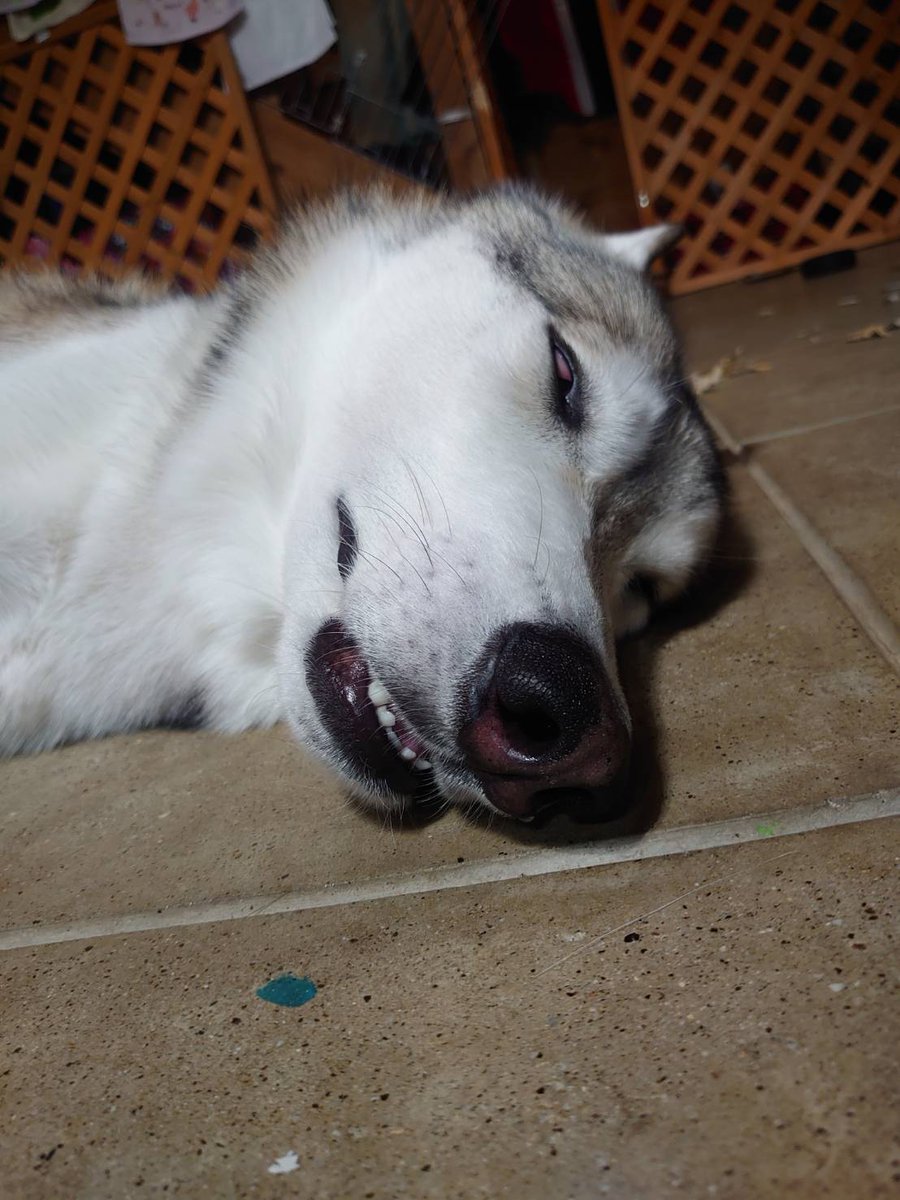 ふぁるぱん 段ボールのデコイ破壊し満足して だらしない顔で寝る おおかみイッヌ 外では画像3枚目みたく キリッ としてるのになぁw 狼犬 オオカミ犬 ウルフドッグ