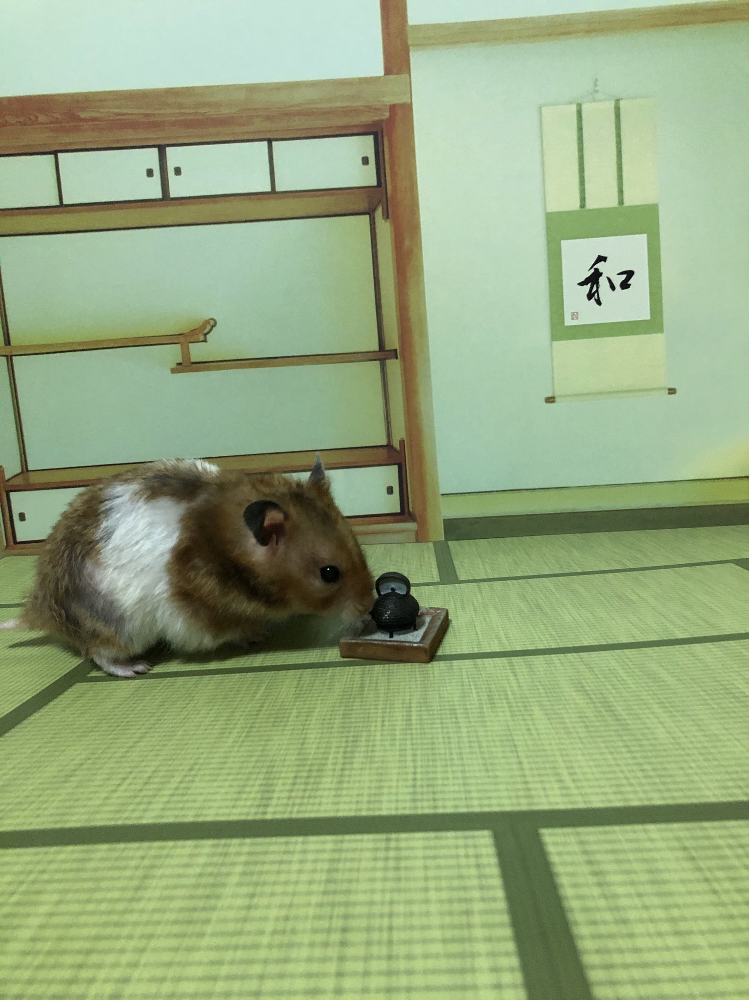 Eriko 10 18 25 セリアで可愛い背景シート発見 って事で林檎をモデルに撮ってみた 表が和柄 裏がラブリーガールズルーム柄になってるの ハムスター 林檎 セリア 背景シート T Co Pi8tsdwqrf Twitter