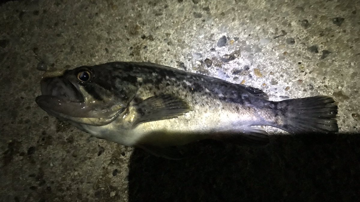 ベイトでアジつるまで頑張るマン 本日の釣果 私 投げて投げまくり 最初はルアー 小さなカサゴ3匹 嫁の残した餌使用 リリース 嫁 寒いのでゴカイつけて置き竿 下のなんか黒っぽい魚25cm お持ち帰り メバルとカサゴ3匹 リリース 遠くから見守る系の勝ち