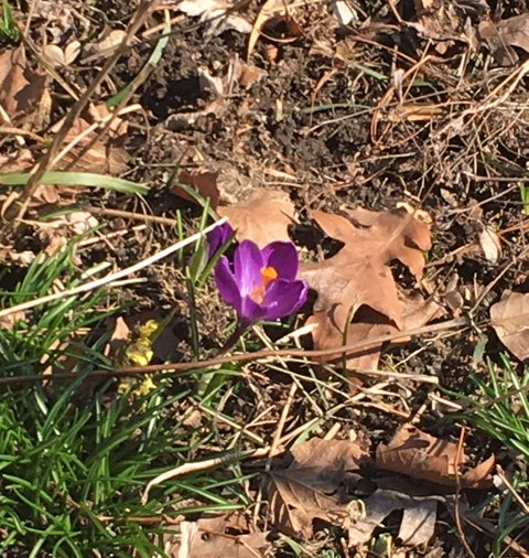 EricaObey's tweet photo. Crocus are up in #FtTryonPark #This is why my run takes so long. https://t.co/wDzE8bAu0p
