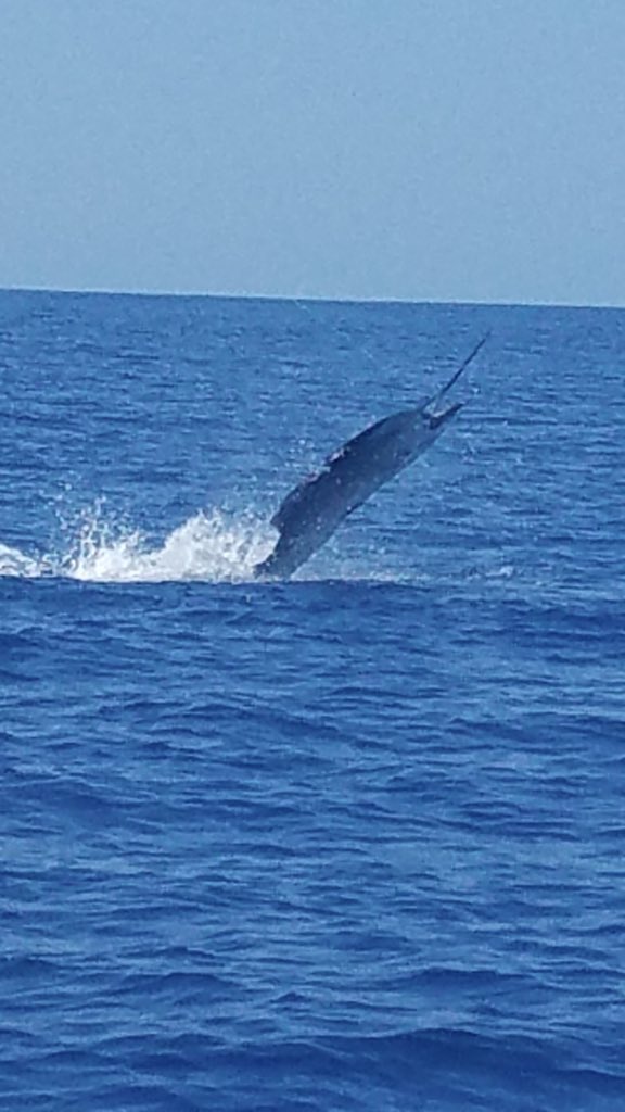 BobbyMac2448's tweet photo. Loved bringing this bad boy to the boat!! https://t.co/CwgHs0DQ3y
