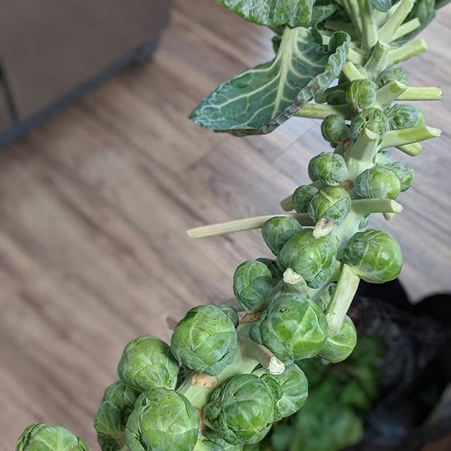 I got Brussel Sprouts in my local produce bag. So fun to see it in its natural state! 😁😍 #livethelittlethings #simplejoys #brusselsprouts #localproduce #theartofslowliving #minimalist #enjoyfood #foodie #whatscooking #veggies #farmtotable #farmtofrid… ift.tt/2Ir6TXN
