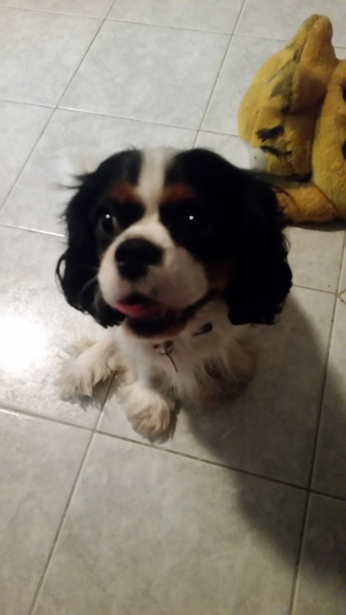 echo_cavalier's tweet image. Night night everydoggy