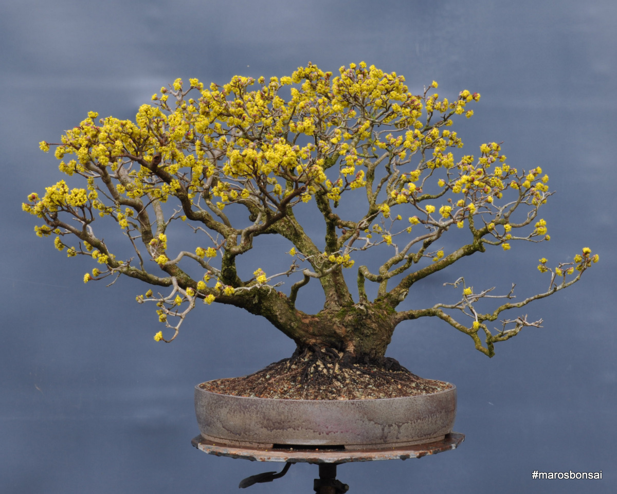 Cornus mas #bonsai with full #flowers #marosbonsai #yamadori #cornus  #dogwood #spring