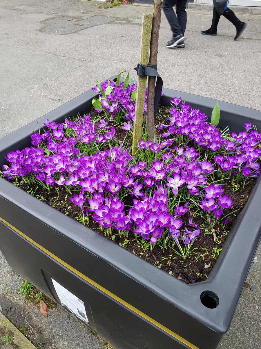 Crocus from @altrotary a couple of years ago looking great #purpleforpolio