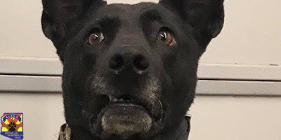 alecak9's tweet image. Pls RT! Ohhhhhh. It’s getting tense!!!!  160 more followers and we will reach the 1k club!  That big prize package goes to #1k AND REMEMBER! A random person who helped get us there will win too!  Tick-Tock...#Freebee #AZK9 #K9Swag #LoveAzK9s #LEOK9 #MWD