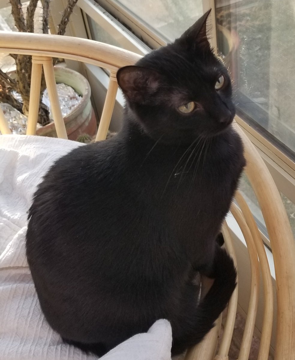 othrunner99's tweet image. Round 2  #Caturday