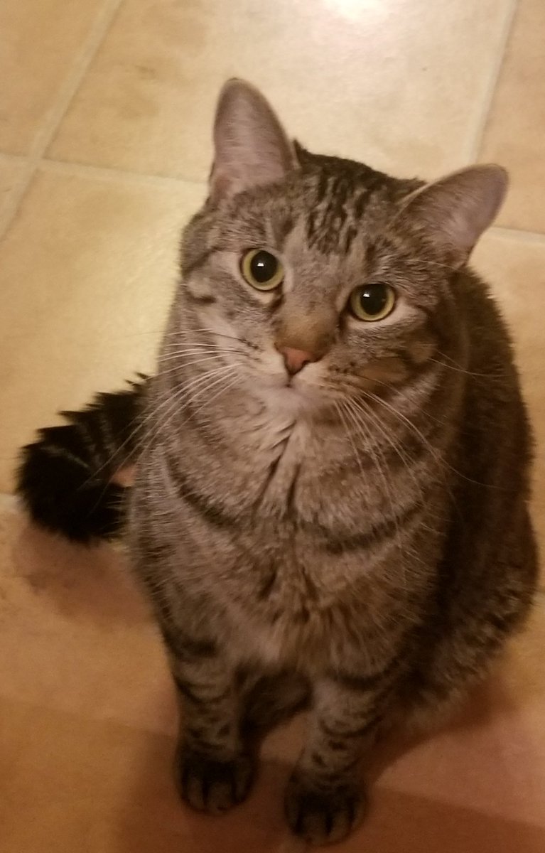 othrunner99's tweet image. Round 2  #Caturday