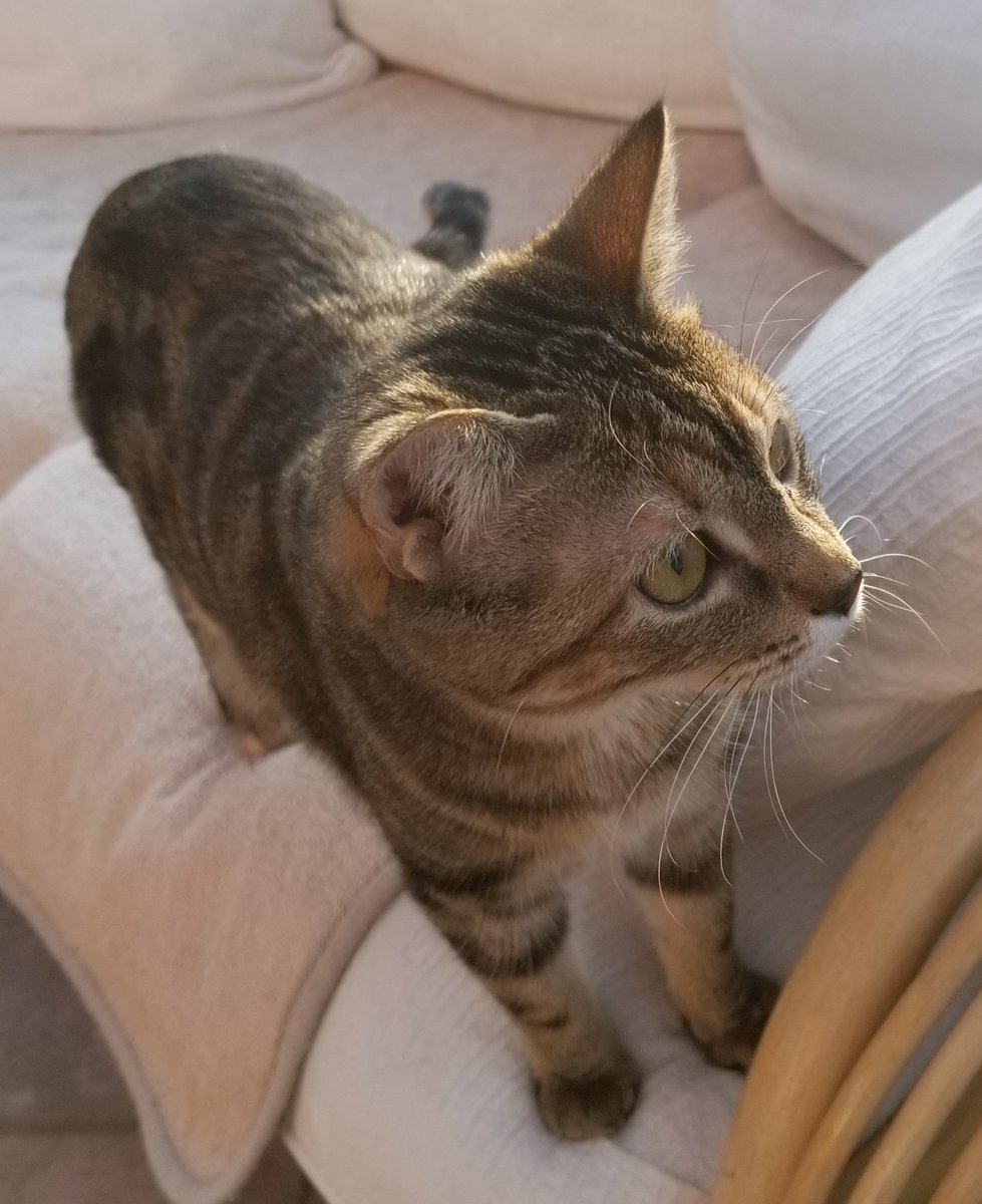 othrunner99's tweet image. Round 2  #Caturday