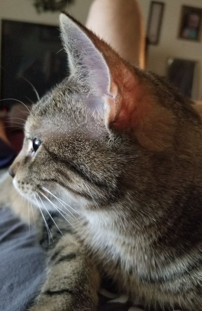 othrunner99's tweet image. Round 2  #Caturday