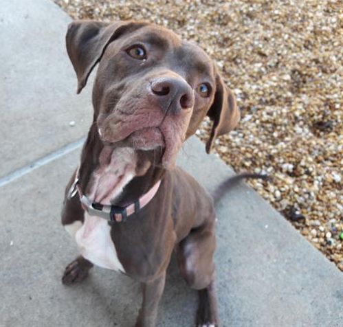 Thinking about adding a four-legged family member? Stop by the Jacksonville Home + Patio Show today from from Noon to 4 p.m. for Pet-A-Palooza pet adoption event with @COJPets. They are offering FREE adoption services. Visit  bit.ly/32qmxMt for more information.