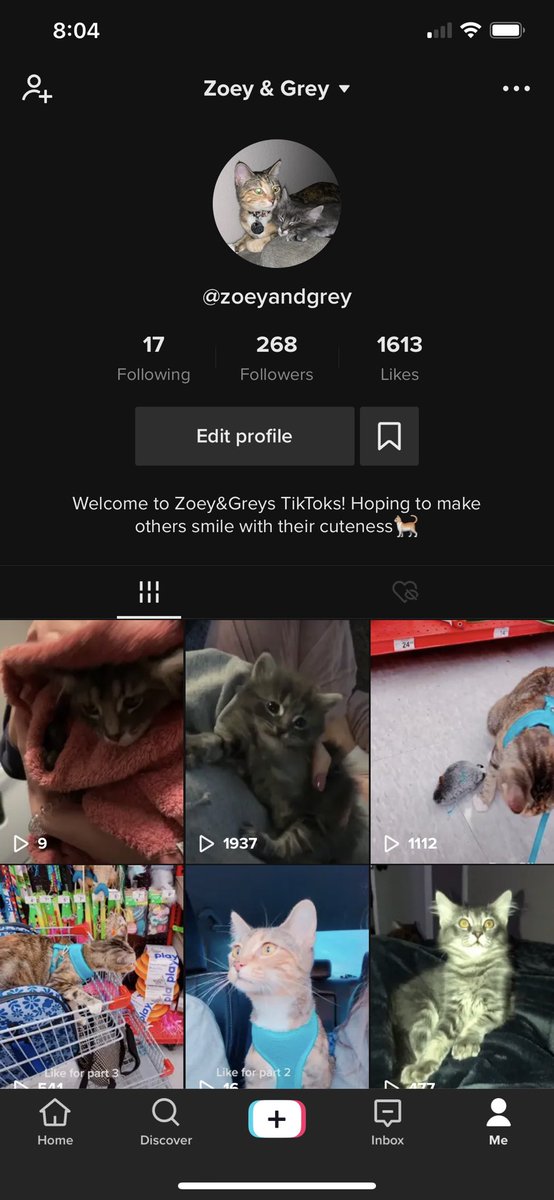 Hey everyone! So I know I might be too old to be on tik tok but making these videos for my cats is too fun. Please go follow and show my last post some love! Quality content guaranteed 😁🐱
