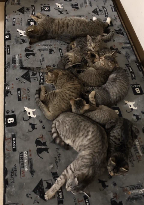 今日のねこだまり 