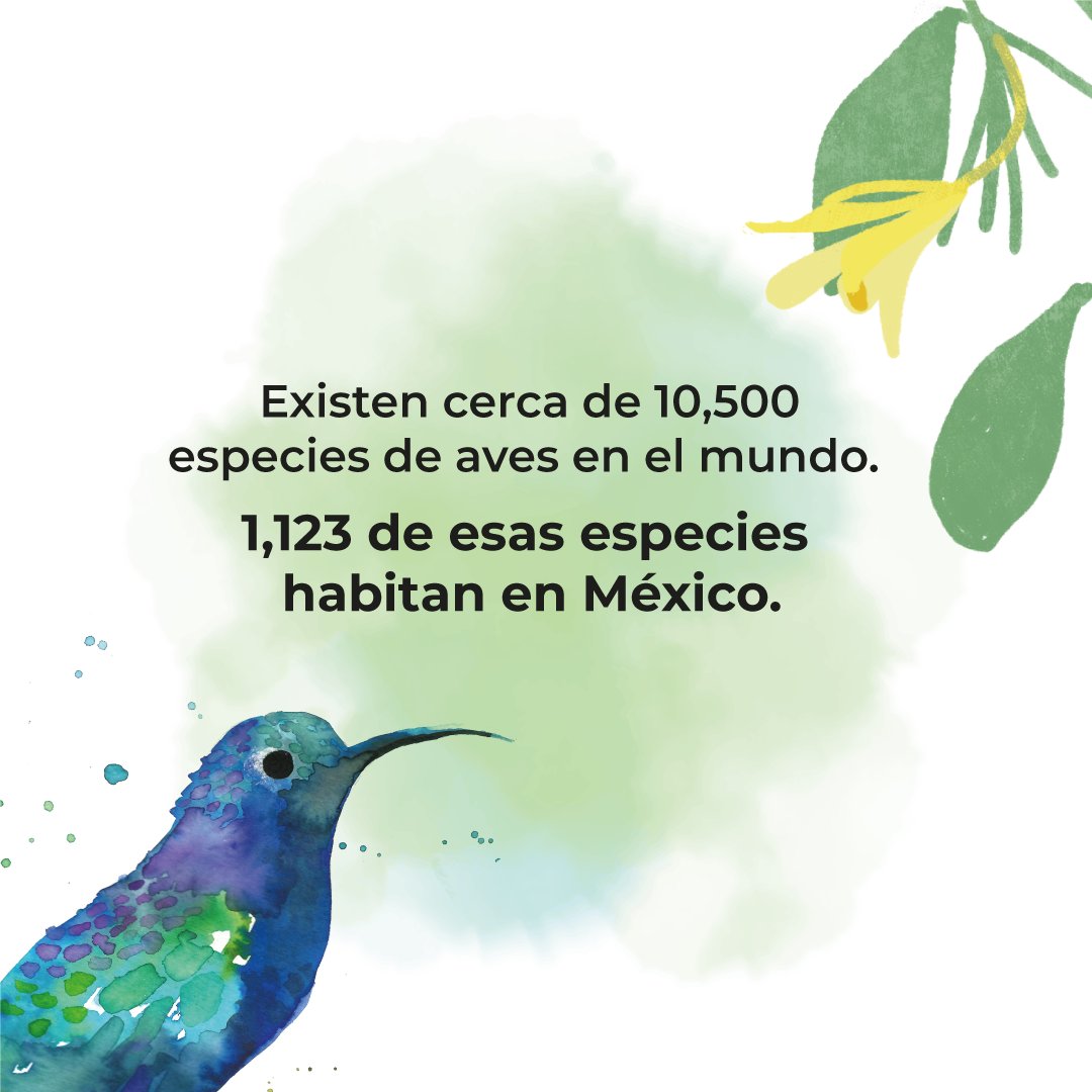 ¿Te das cuenta de lo megadiverso que es nuestro país?
Conoce más sobre las aves y flores de México en FYJA Polanco en Flores 2020. 

#Aves #Birds #FYJAPolancoEnFlores #FYJATE
