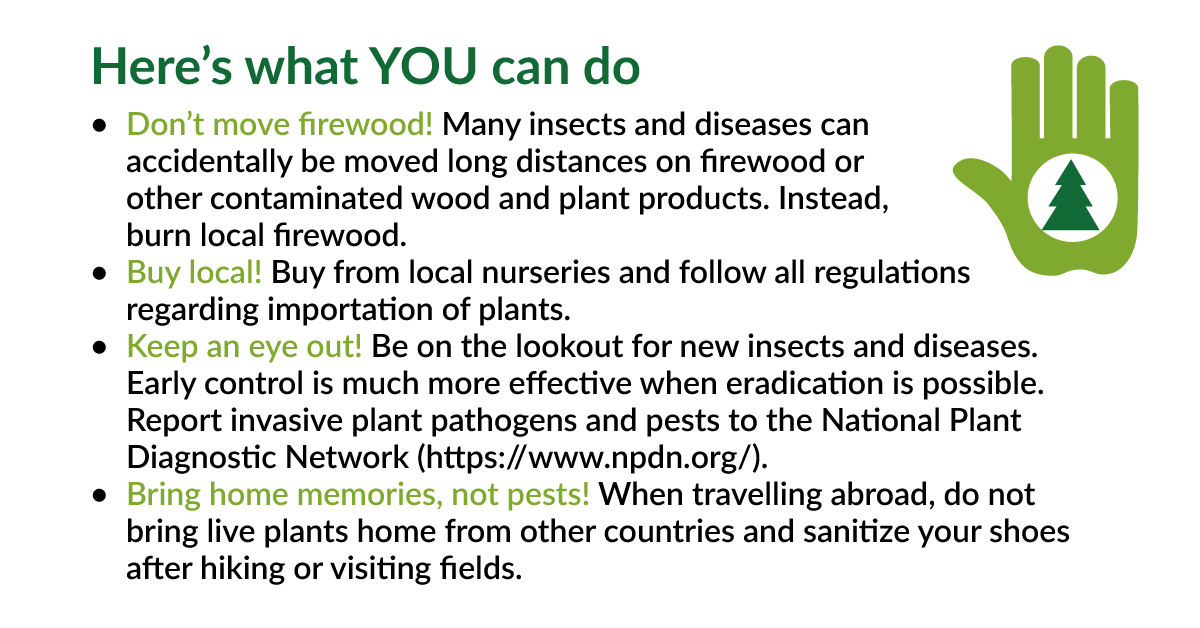 What can you do to help during the International Year of Plant Health? #IYPH2020