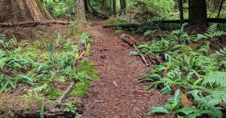 There are tons of great trails right here in the #vancouver If you want a great short gravel ride, go off in to the woods in Stanley Park! Tons of great trails, some more technical than others, so be weary!
