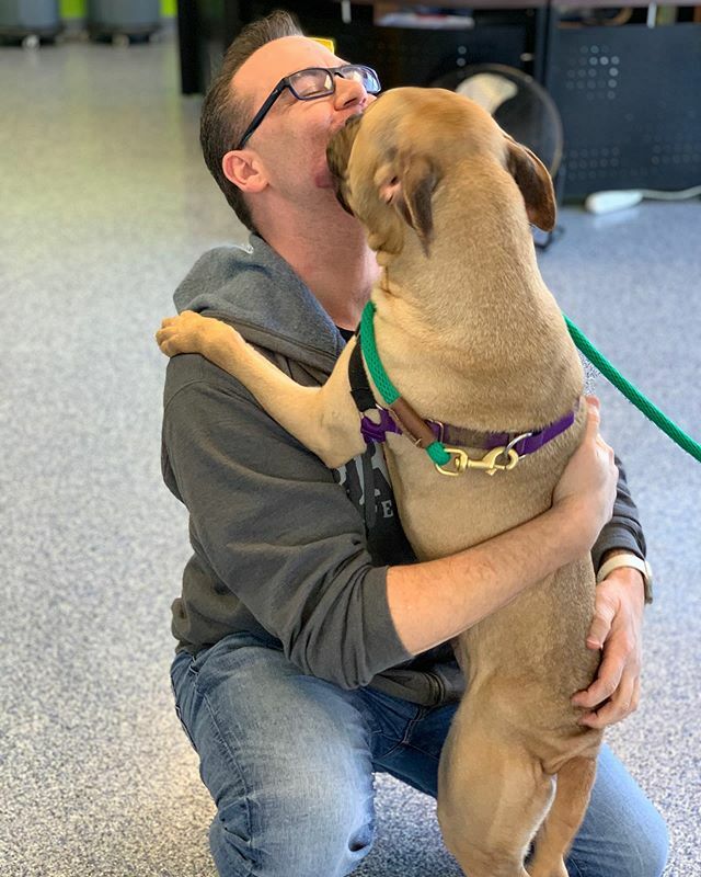 DogKrazyVA's tweet photo. Ok everyone. We all know I fall in love daily with dogs I meet. Well, it happened again but this one is up for adoption at @olddominionhumanesociety.  His name is Swayze and the look he gave me when we left the facility could break million hearts. This boy needs a home ASAP.… https://t.co/W4IeZZUFDj