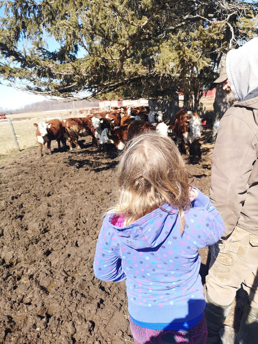 BirnamPork's tweet image. And so another season of #beef #4H starts for @Campbellgrain. Lessons learned buy four instead of two because otherwise the remaining kids are jealous when we are limited in the peewee division. #startthemearly #ontag #ontbeef #herefords