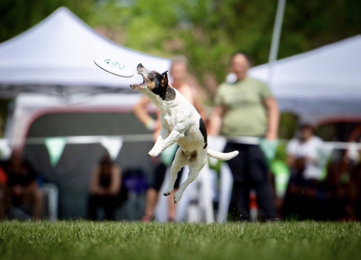 m_PeppyMiller's tweet photo. “mens sana in corpore sano” 💪🏻🏃♀️👍🏻
I ❤️ DISCDOG
.
.
.
#discdogaddiction #sport #discdogging #discdog #frisbeeplayer #dogsport #sportydog #frisbee #terrierpower #jackrussell #jackrusselllife #jack #dog #doglover #doglovers #italiandog #dogphotography #dogoftheday https://t.co/6wJUFMwBXS