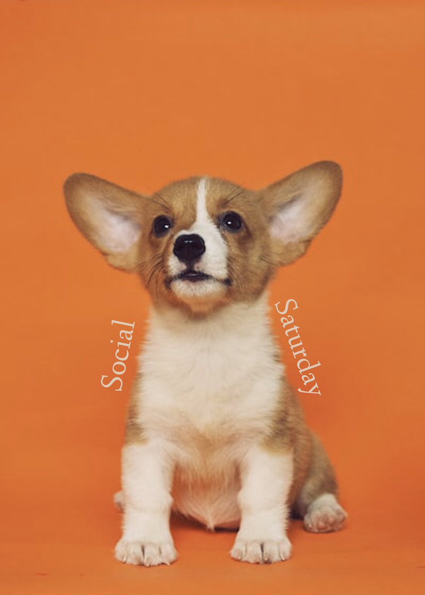 dogmomsgroup's tweet photo. It’s that time again... #socialsaturday! Head over to our groups Facebook and make some new friends! #dogmom #dogmoms #dogmomsgroup #social #saturday #instagram #twitter #facebook https://t.co/has61PMETh