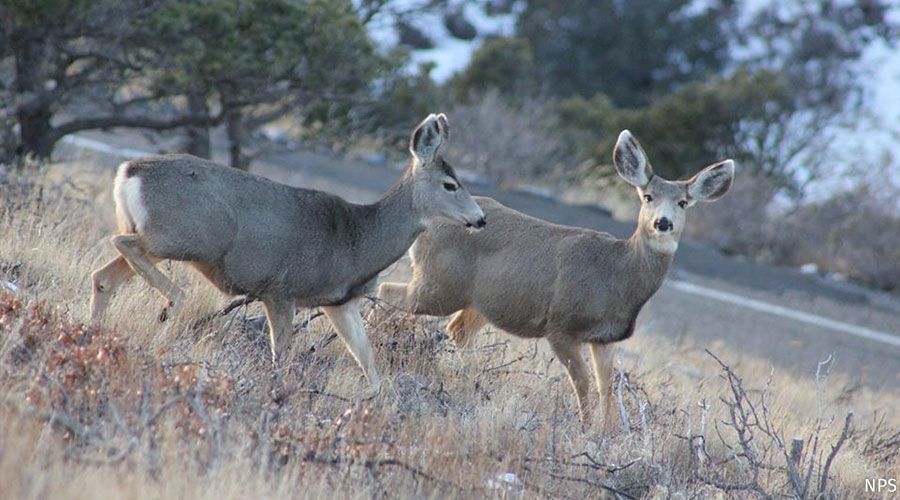 OurPublicLands's tweet photo. Protecting #wildlifecorridors provides the unique chance to protect both #wildlife AND people. Migrating animals like #muledeer rely on safe passage across roadways. Ask Congress to fund wildlife corridors in the upcoming Highway Bill. https://t.co/z5mtMSG8sa #KeepItConnected https://t.co/DEmVVUQ6Vb