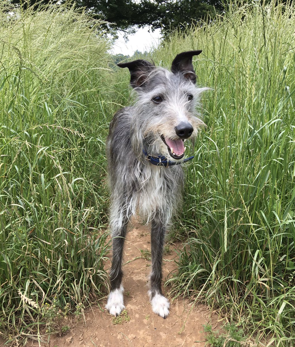 Our rescue Socks. He is very much part of the family #crufts2020 #lurcher deerhound whippet cross