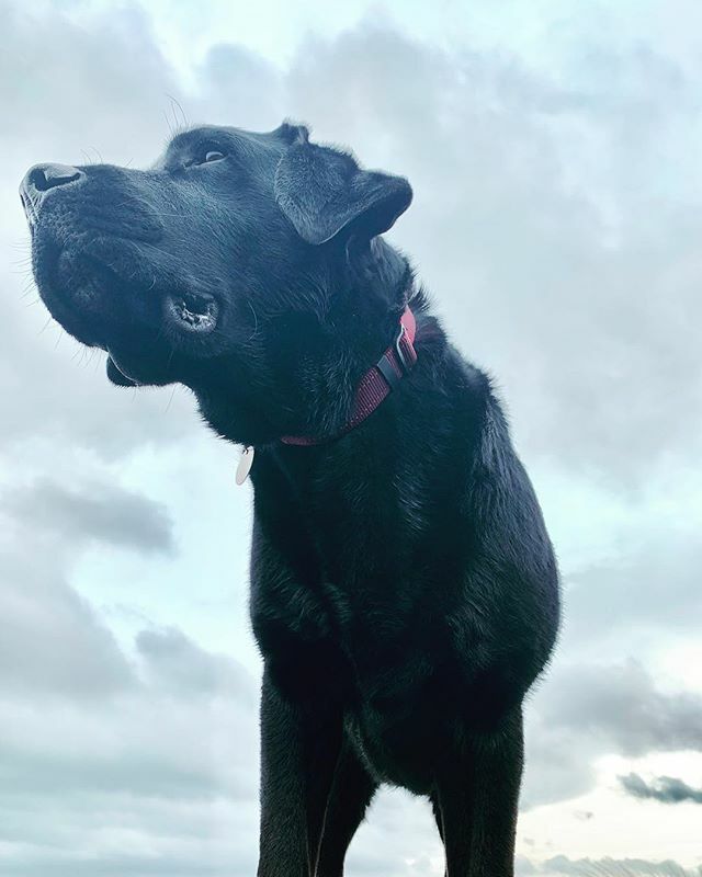ConCurtisPhoto's tweet photo. Mac, King of the Moor. #ilkleymoor #dogsofinstagram #labrador #dogs #dogstagram #walking #outdoors #photography #photographer #cruftsMac, King of the Moor. #ilkleymoor #dogsofinstagram #labrador #dogs #dogstagram #walking #outdoors #photography #photographer #crufts https://t.co/HFpNGP2H6K