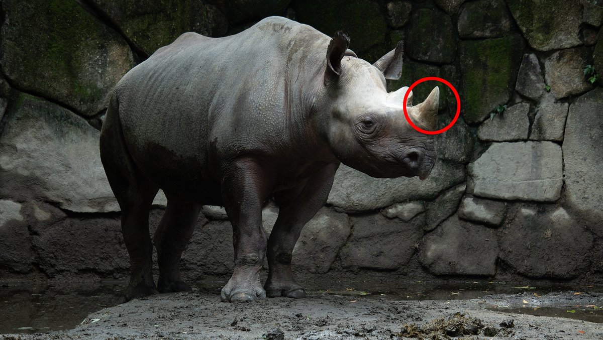 パル 怪獣墓場でよく見る牙のような岩はいつぞや動物園で撮ったサイさんの角を加工してみました