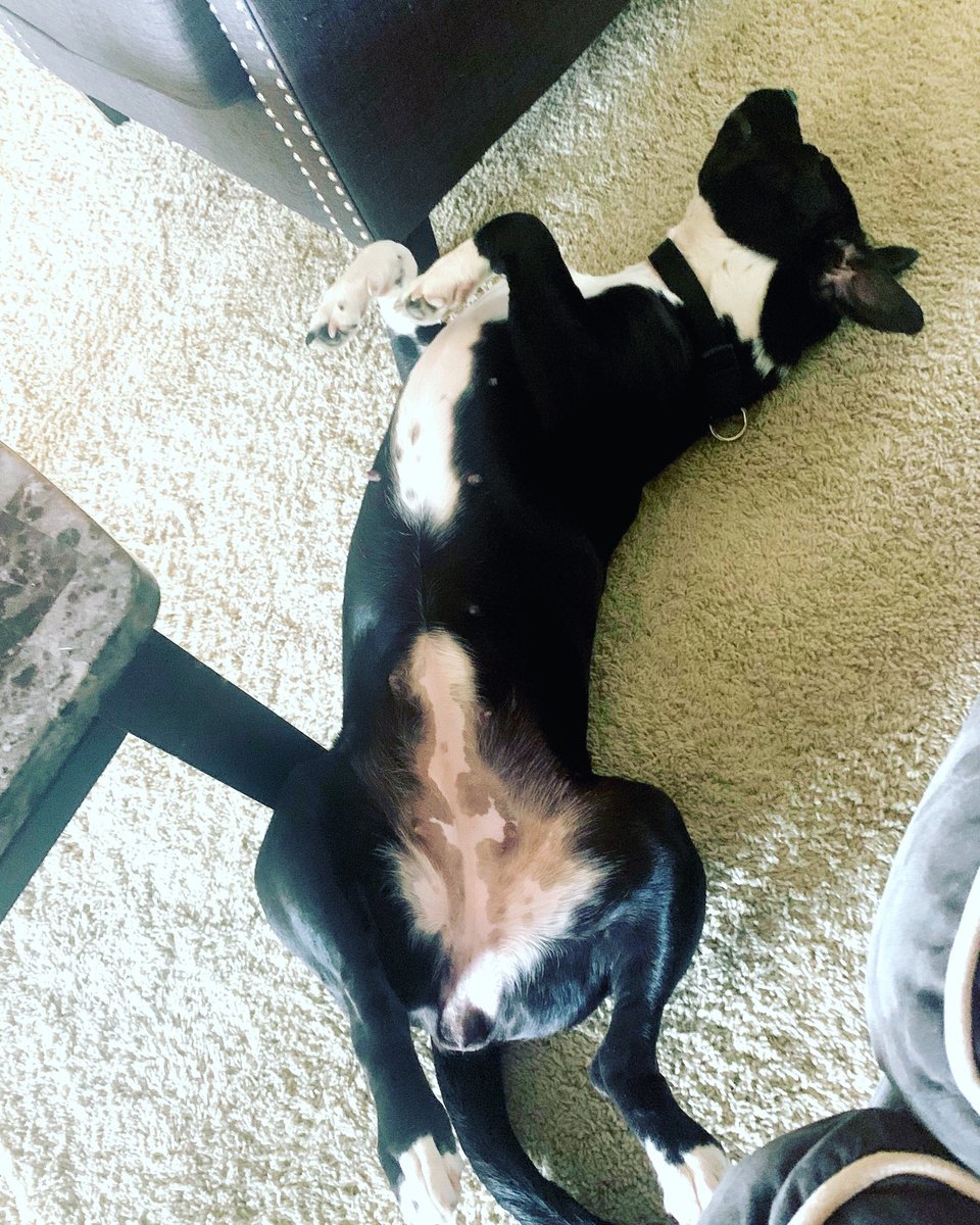 GoldenHomeFit's tweet photo. Are you feeling like Lucy this morning?😜 Most of us do after a long week... But..when your legs ache, your body burns, you have no motivation to do anything, remember, it is okay to struggle. It is not okay to give up on your self! The summer is around the corner☀️keep going! https://t.co/d4a9GtkprC