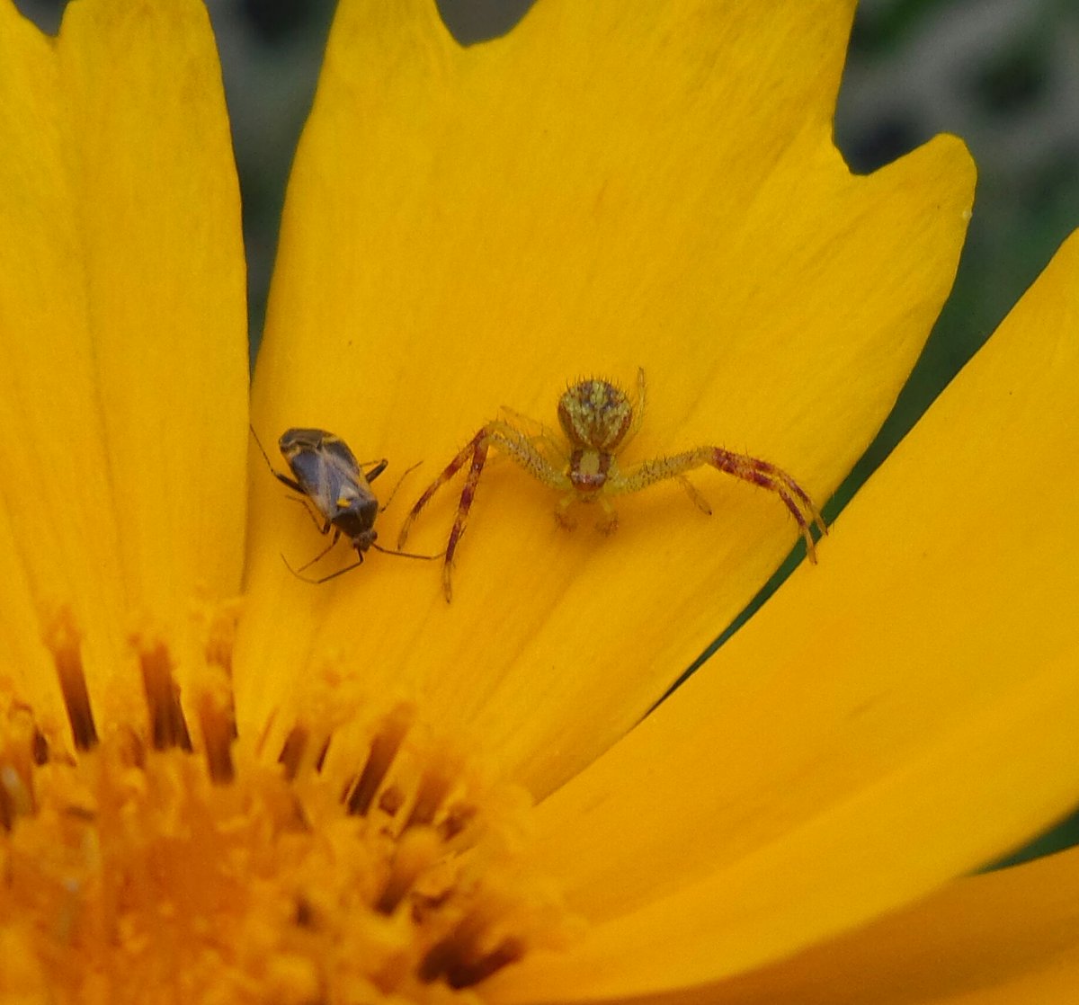 OrganicRoadMap's tweet photo. @carpediemeire @EvansKerry @MaryKretired @FrontenacCounty @Explorationproj @TravelBugsWorld @Adventuringgal @CancerRoadTrip @TooMuchToSee1 @kmf116 @StuckOntheGo @HHLifestyleTrav @beckyexploring @OfficialBoarder @LisaRivera2207 @GoodLifeWithIQ @sl2016_sl @FitLifeTravel @LiveaMemory @FoodTravelist @jasontravelblog @RoarLoudTravel @ExploreFamily @JeanetteJoy @KaliTravel @suziday123 @angelsnmom @eatlivestay @perthtravelers @Writing_Desire @strayidler @RoadtripC @GreenMochila @Txiki_Tales @miriandmargo @LoriMoreno @TravelingNess @Abfabtravels @travelwithirine @tspadventure @180books @deshatanner @EAkindina @chernorris @travelforawhile @Travel_Session @windsofjane @GCCowgirl @LaceDiaries Too far? Never! ๐ท๏ธ I wonder if a lack of screaming-face on the abdomen means the spiders have yet to make their first kill and receive their mark? ๐๐ก๏ธ๐ฉธ #imontosomething #crabspider #FlashbackFridayz #wildlife #damnnature #damnnatureyouscary https://t.co/riYnwlMPYy
