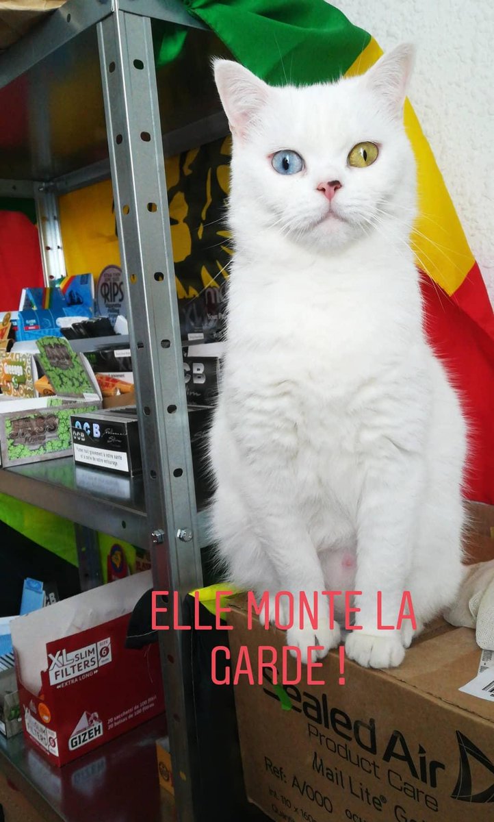 BoxSmonkey's tweet image. La gardienne de SmonkeyBox ! 😂