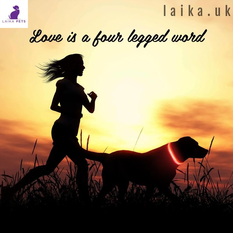 PetsLaika's tweet photo. See link in bio for our high quality LED safety collars. Be safe. Be seen at night.
🐶
🐶
🐶
#runningwithmydog
#dogfitness
#dogsuk
#dogmemes
#ukdogsofinsta
#dogsofgreatbritain
#nightdog
#scottishinstadogs
#scottishdogs
#ukdogstagram
#ukdogsofinstagram
#mothersdaygiftideas https://t.co/GPO9OFpaIa