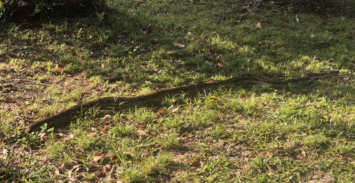 belizemonkey's tweet photo. We encountered a beauty passing through our property this week. #boa #wildlife #nature #snake #belize #ruralbelize #howlermonkeyresort #hmr #respectwildlife https://t.co/ioWPzTB7Yn