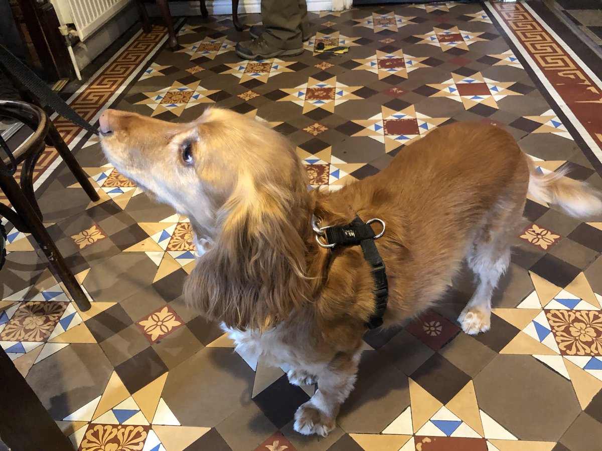 Michael Phillips (@owstonmichael) on Twitter photo For a small dog, Oscar is very strong.
He had dragged Sarah & I down to the <a href="/RedLionCromer/">The Red Lion Cromer</a> for a pint #Cromer 😃🍺😃 For a small dog, Oscar is very strong.
He had dragged Sarah & I down to the <a href="/RedLionCromer/">The Red Lion Cromer</a> for a pint #Cromer 😃🍺😃