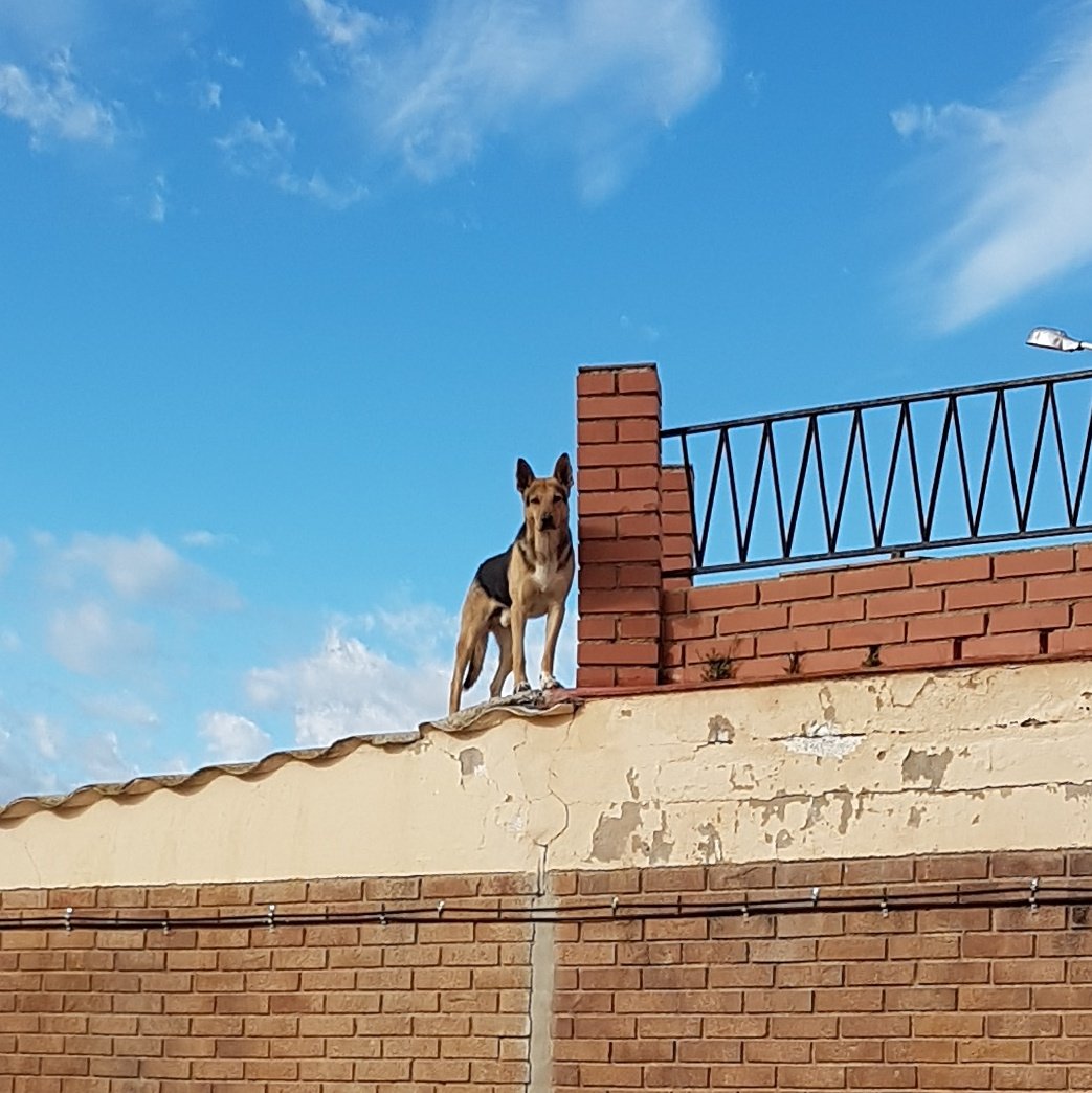 Arribo a #Sidamon i veig un gos a un terrat. Lo normal.