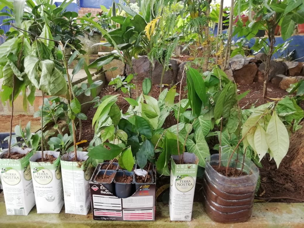 We collected several rare / potentially threatened / even potentially new species whose native populations are highly threatened for ex situ conservation in Bom successo botanical garden