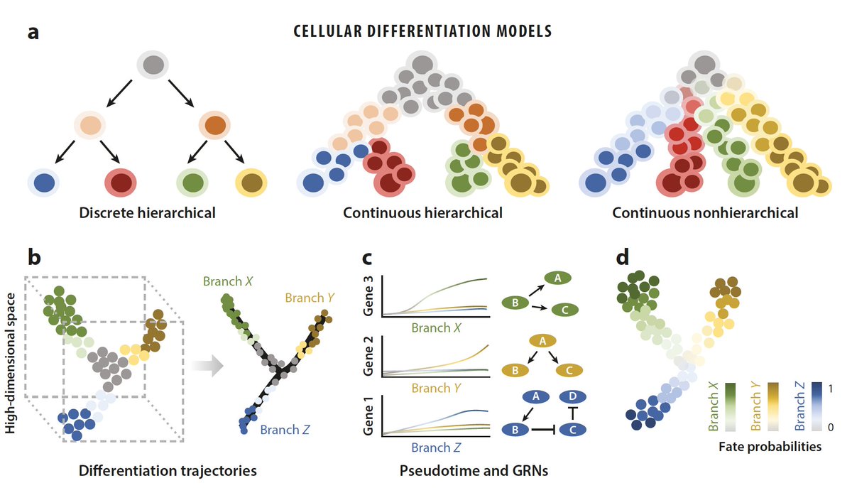 Dominic Grün tweet media