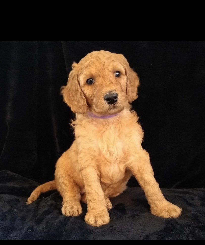 teacherBmr's tweet photo. We get to bring this baby girl home next weekend 😍 I am so excited!!!!! @CrockettDoodles #surprise https://t.co/cCeGUnwiVQ