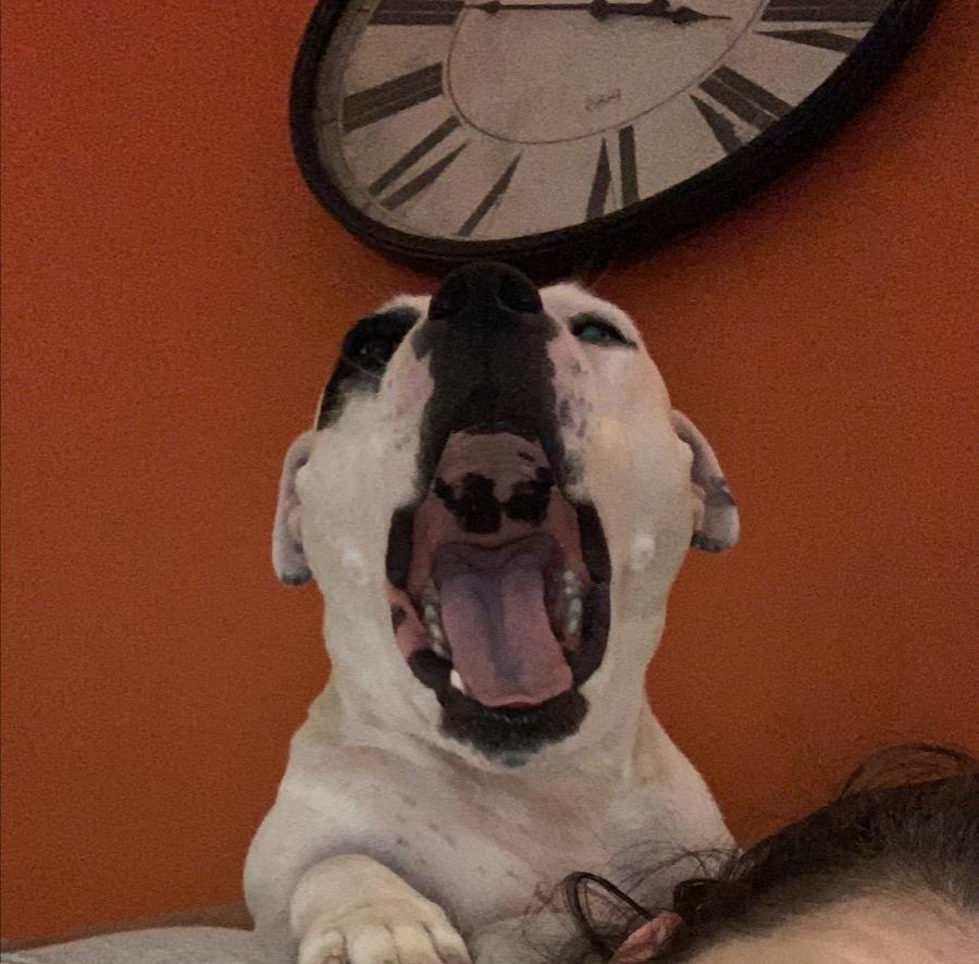 It's a hard life being a plumber's dog

#staffy #weekendwarrior #Sheffield