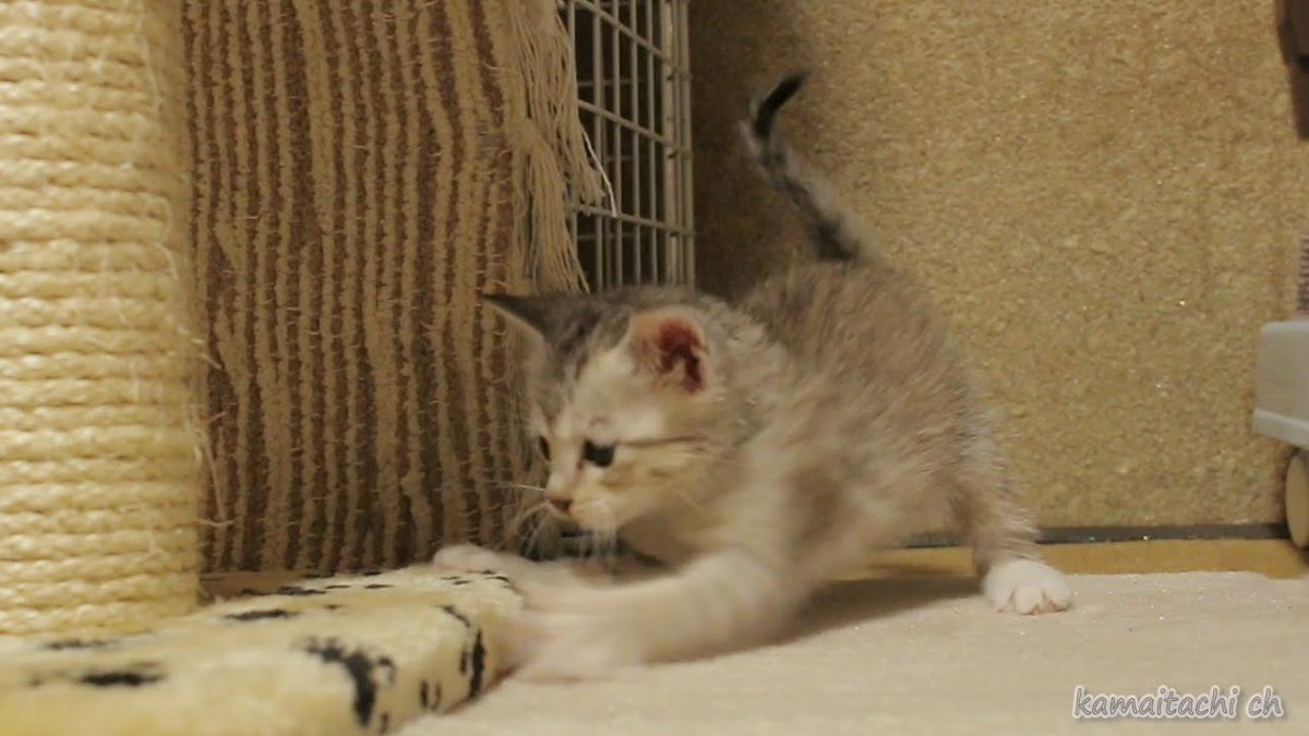Meow Moe 超 ご機嫌なかわいい子猫達 Cute Kittens In A Good Mood Cats Cat Kittens Kitten Kitty Pets Pet Meow Moe Cutecats Cutecat Cutekittens Cutekitten Meowmoe Abyssinian Alice Catsroom Chipie Cutecatsvideos Meow Moe 超 ご機嫌なかわいい子猫達 Cute Kittens In A Good Mood Cats Cat Kittens Kitten Kitty Pets Pet Meow Moe Cutecats Cutecat Cutekittens Cutekitten Meowmoe Abyssinian Alice Catsroom Chipie Cutecatsvideos