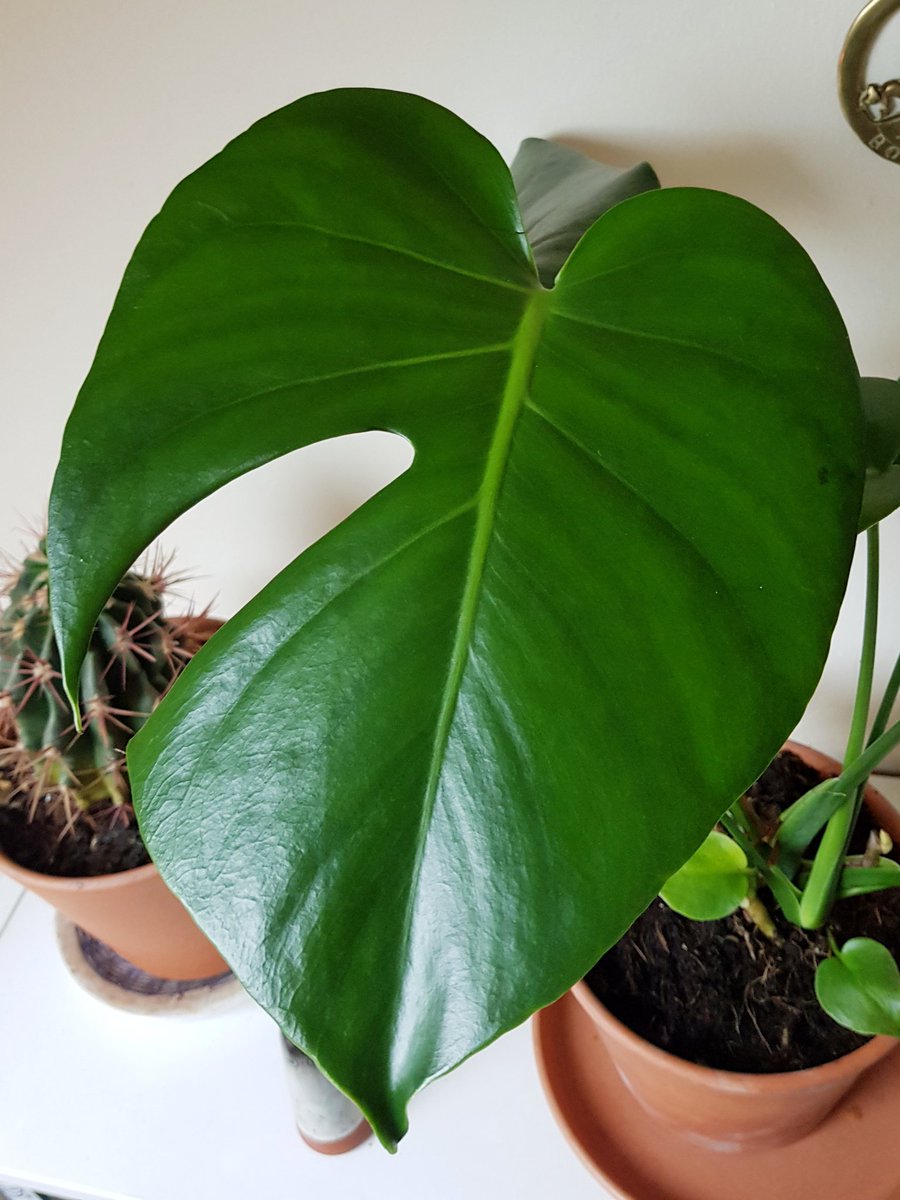 Got a plant today that looks a bit like the animal crossing leaf!