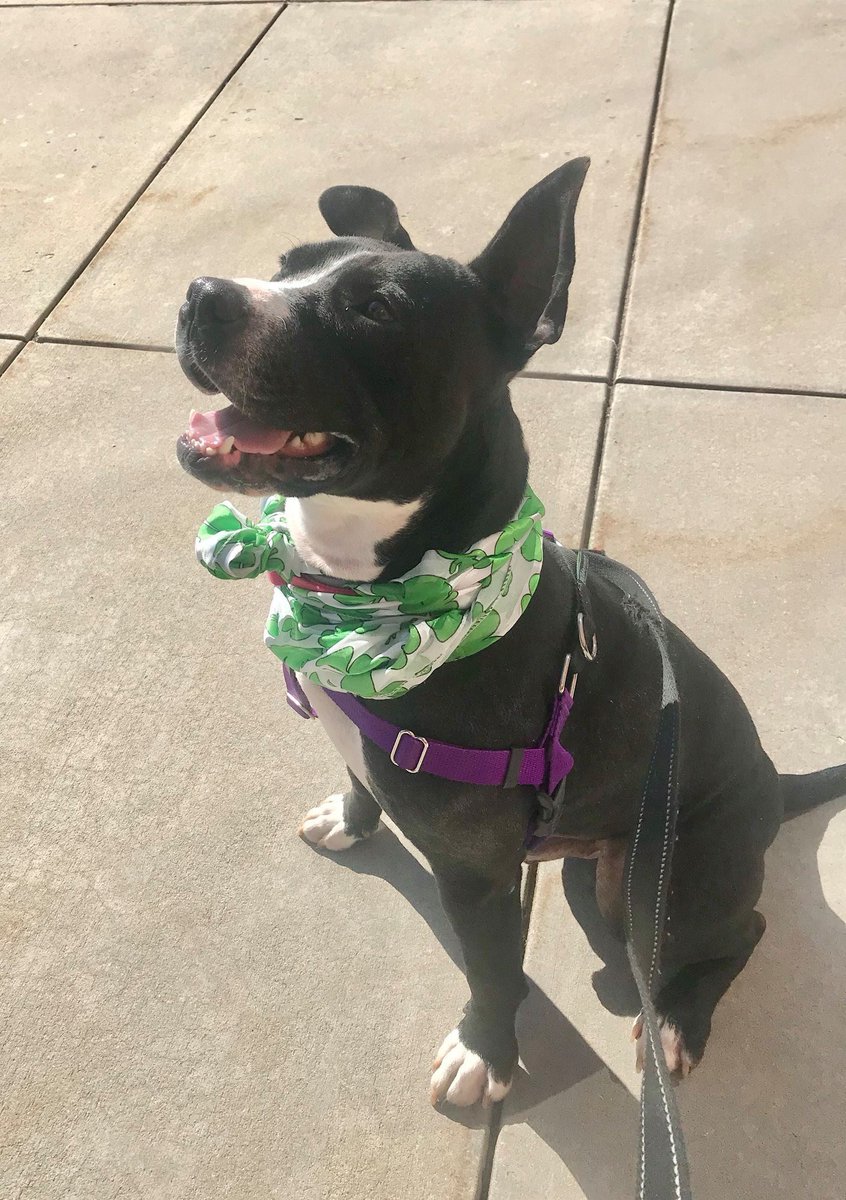 HOPE Dogs (@hopedogs) on Twitter photo 